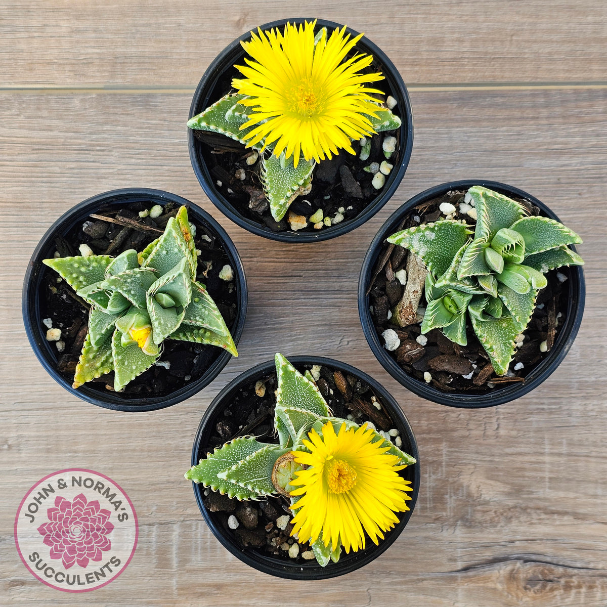 Faucaria Britanea White Spotted Jaws