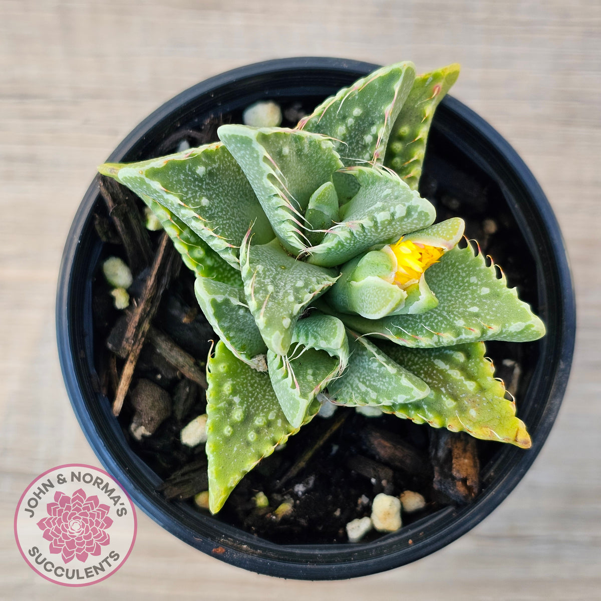 Faucaria Britanea White Spotted Jaws