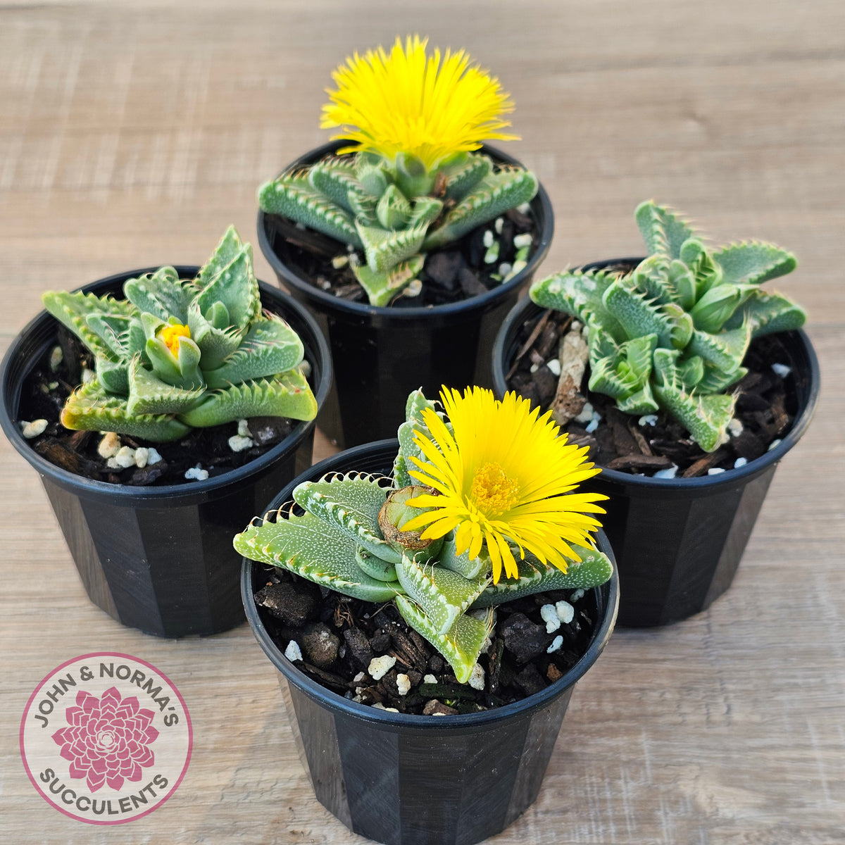 Faucaria Britanea White Spotted Jaws