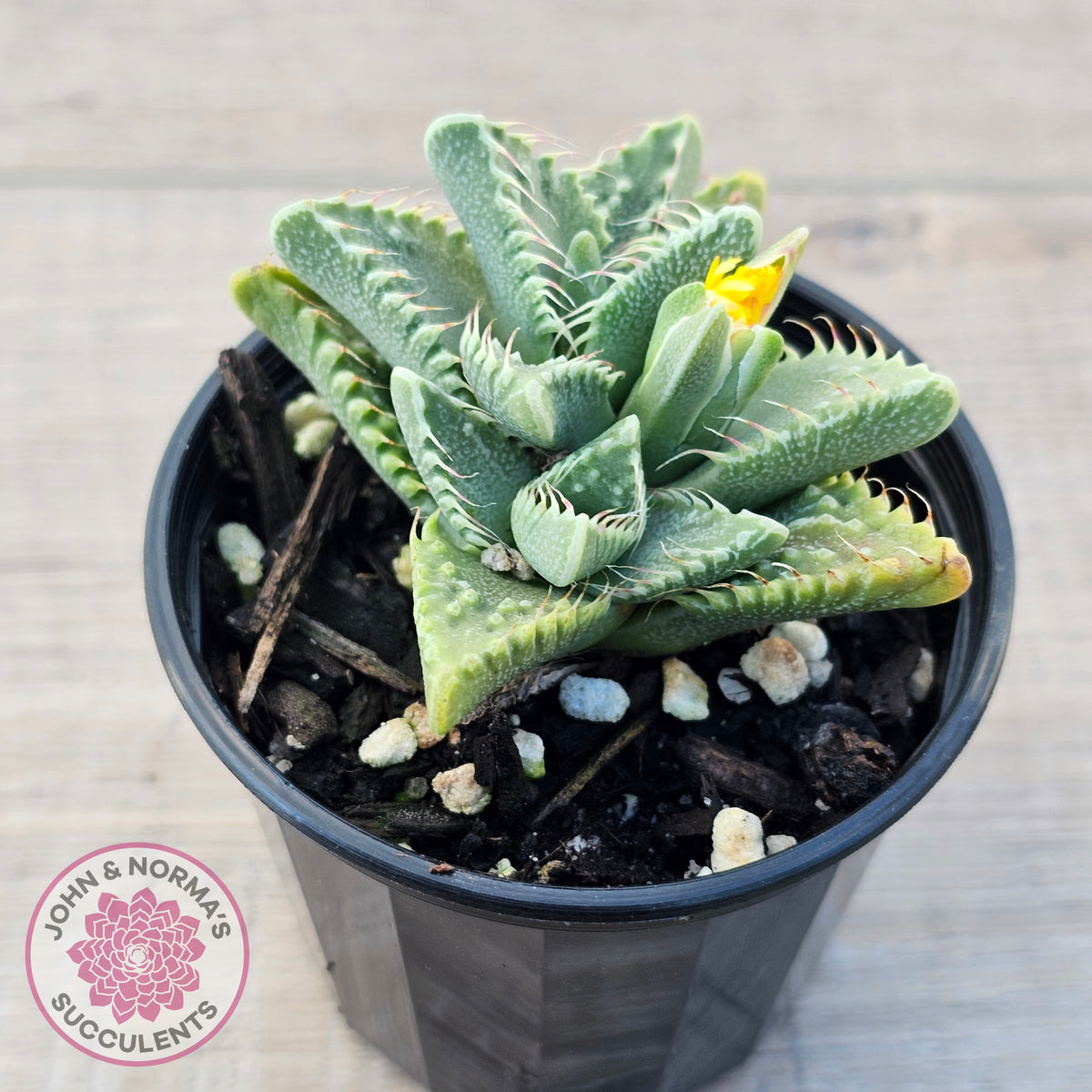 Faucaria Britanea White Spotted Jaws