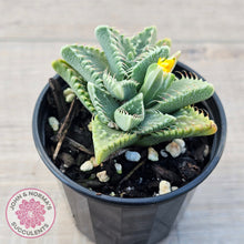 Load image into Gallery viewer, Faucaria Britanea White Spotted Jaws