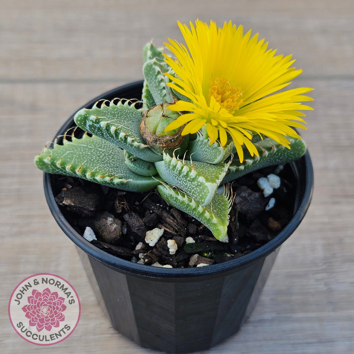 Faucaria Britanea White Spotted Jaws