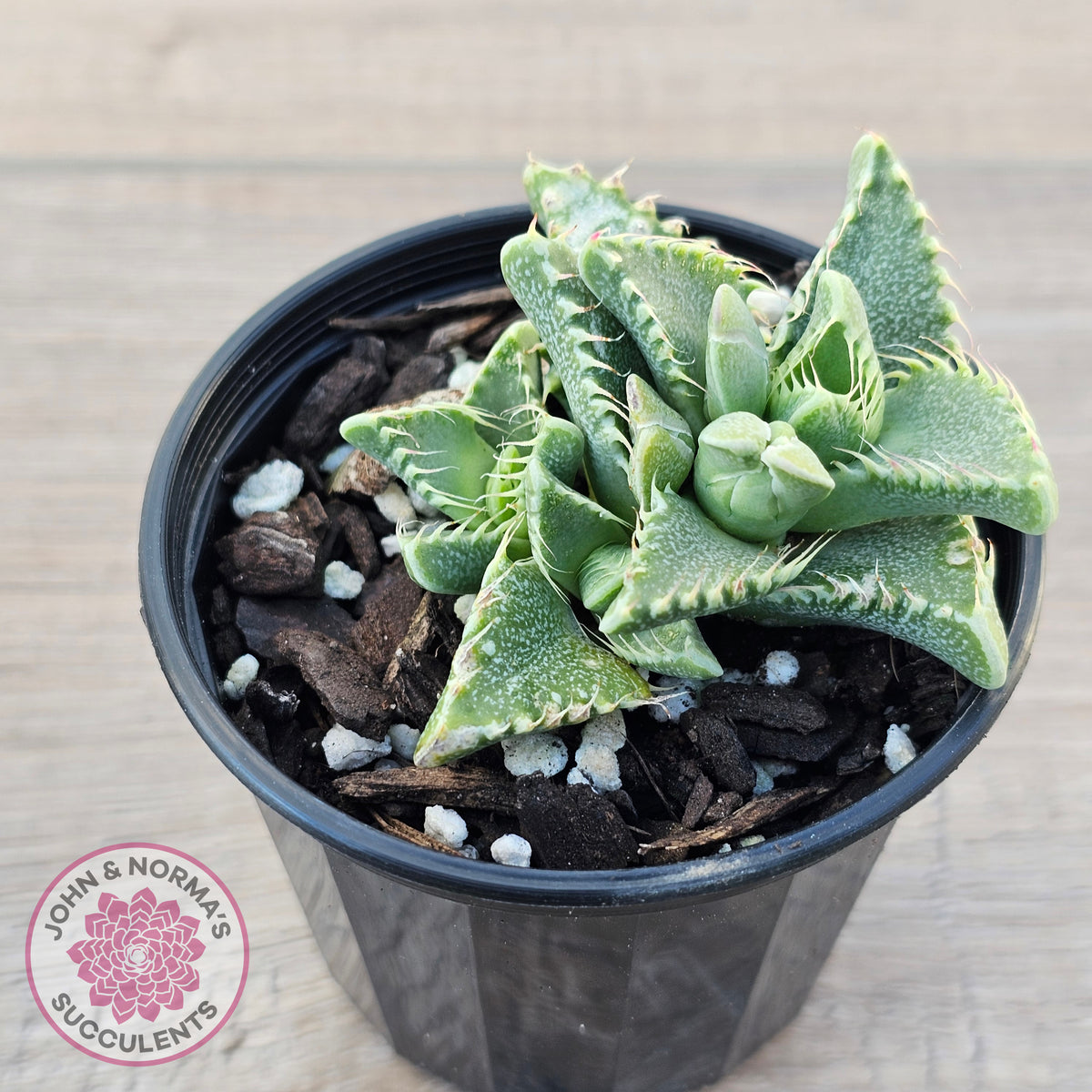 Faucaria Britanea White Spotted Jaws