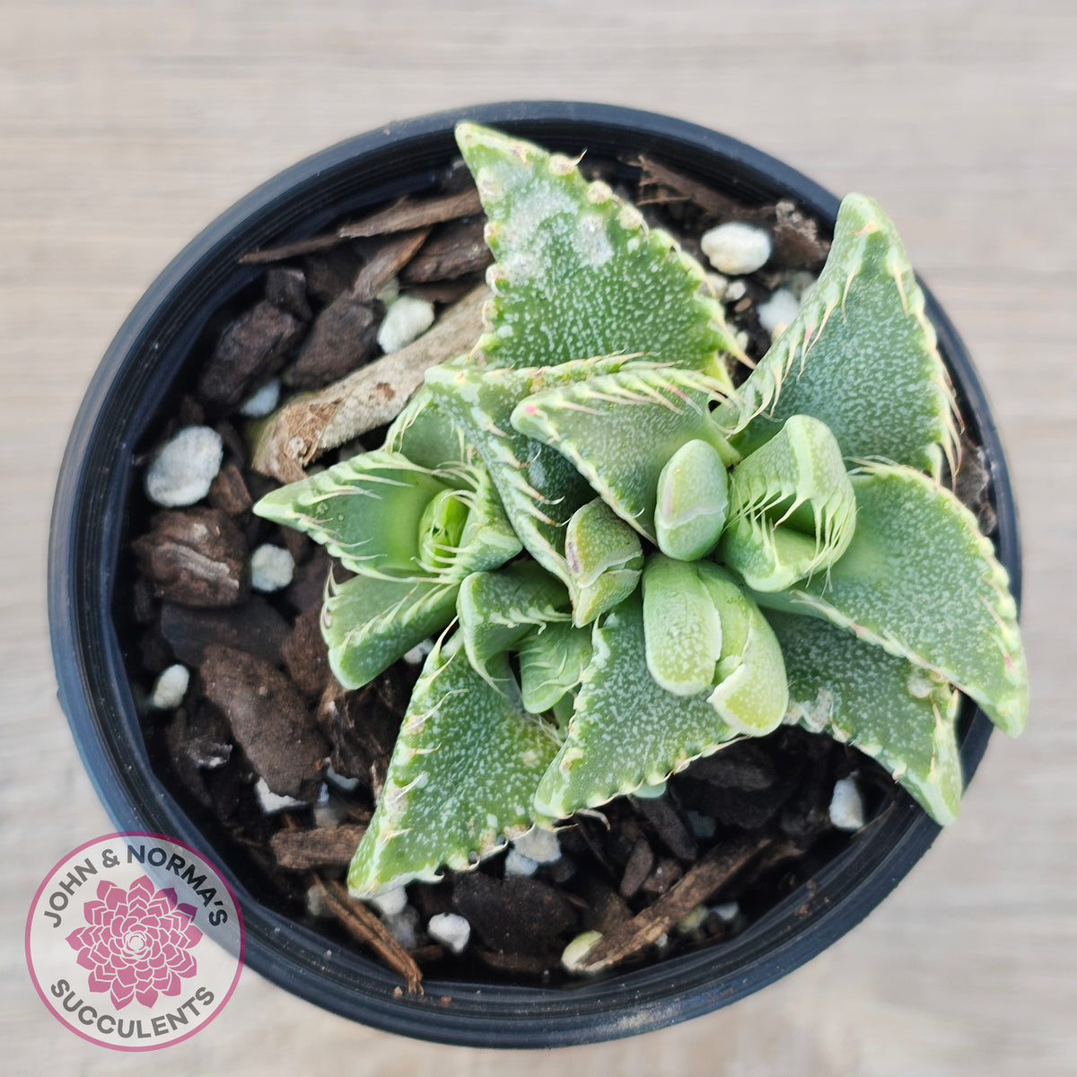 Faucaria Britanea White Spotted Jaws