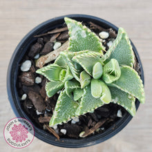Load image into Gallery viewer, Faucaria Britanea White Spotted Jaws