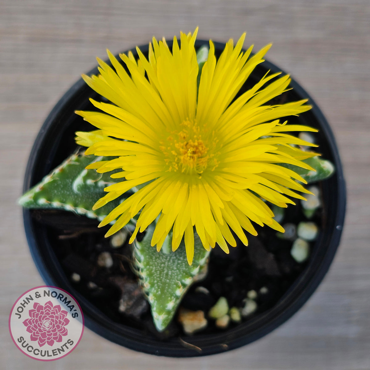Faucaria Britanea White Spotted Jaws