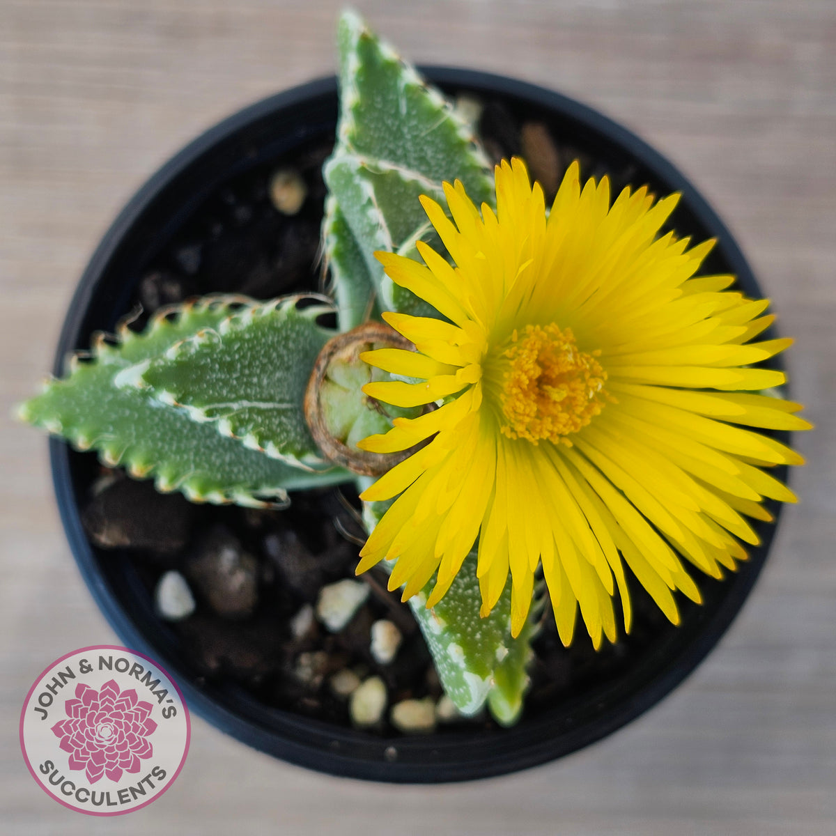 Faucaria Britanea White Spotted Jaws