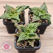 Load image into Gallery viewer, Faucaria tigrina (Tiger's Jaw)