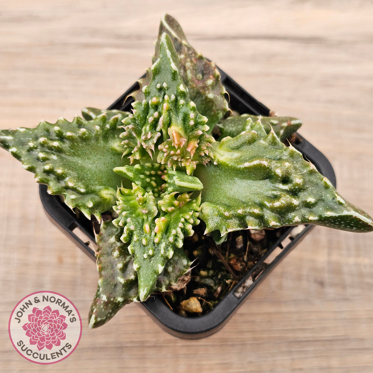 Faucaria tigrina (Tiger's Jaw)