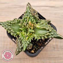 Load image into Gallery viewer, Faucaria tigrina (Tiger's Jaw)
