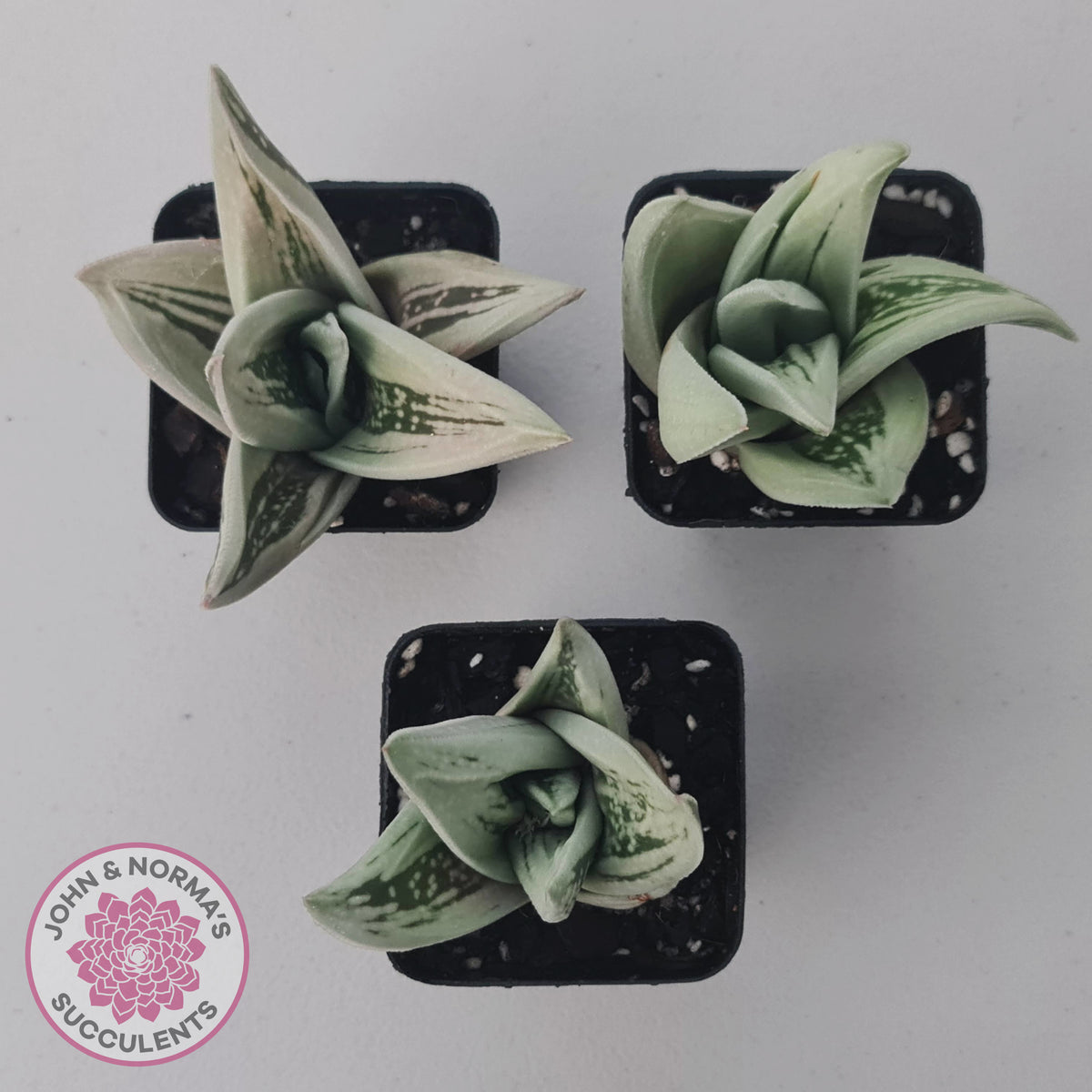 Gasteraloe cv. 'Green Ice'