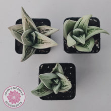 Load image into Gallery viewer, Gasteraloe cv. 'Green Ice'