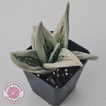 Load image into Gallery viewer, Gasteraloe cv. 'Green Ice'