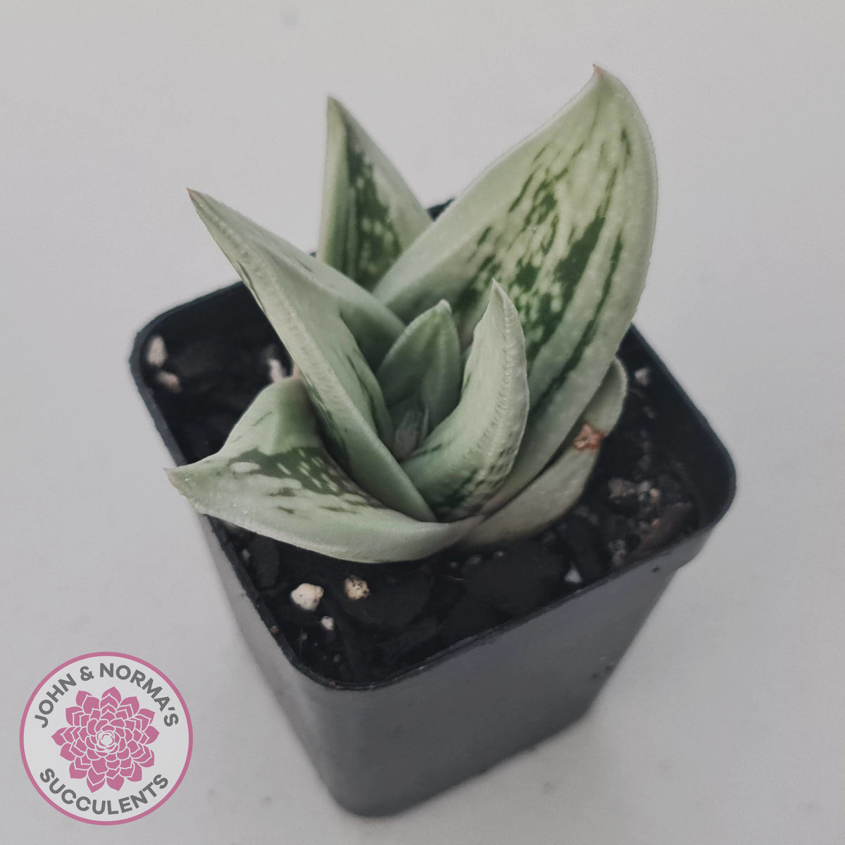 Gasteraloe cv. 'Green Ice'