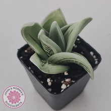 Load image into Gallery viewer, Gasteraloe cv. 'Green Ice'