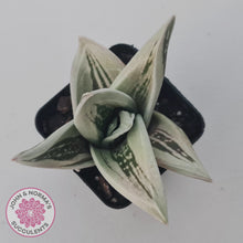 Load image into Gallery viewer, Gasteraloe cv. 'Green Ice'