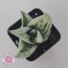 Load image into Gallery viewer, Gasteraloe cv. 'Green Ice'