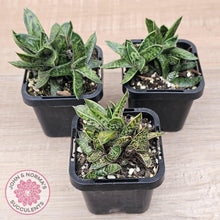 Load image into Gallery viewer, Gasteria bicolor var. Liliputiana - John & Norma's Succulents Australia