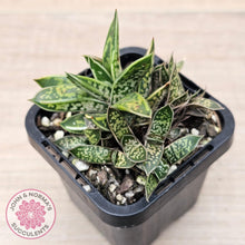 Load image into Gallery viewer, Gasteria bicolor var. Liliputiana - John & Norma's Succulents Australia