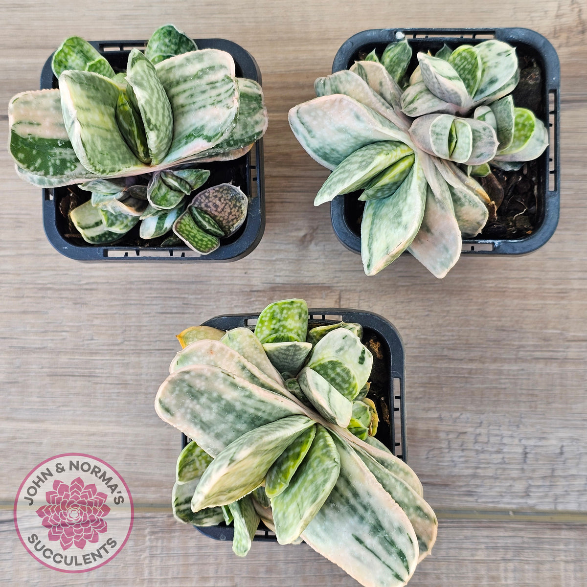 Gasteria Marble Variegata
