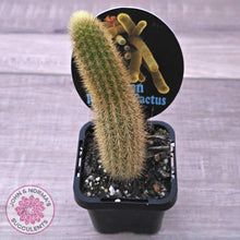 Load image into Gallery viewer, Golden Rat Tail Cactus - John & Norma's Succulents Australia