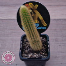 Load image into Gallery viewer, Golden Rat Tail Cactus - John & Norma's Succulents Australia