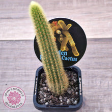 Load image into Gallery viewer, Golden Rat Tail Cactus - John & Norma's Succulents Australia