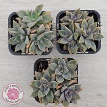 Load image into Gallery viewer, Graptopetalum 'Claret'
