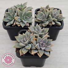 Load image into Gallery viewer, Graptopetalum 'Claret'