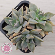 Load image into Gallery viewer, Graptopetalum 'Claret'