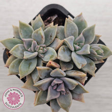 Load image into Gallery viewer, Graptopetalum 'Claret'