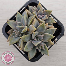 Load image into Gallery viewer, Graptopetalum 'Claret'
