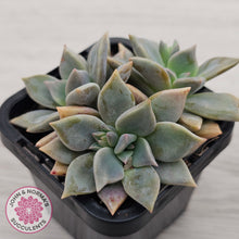 Load image into Gallery viewer, Graptopetalum 'Claret'