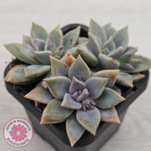 Load image into Gallery viewer, Graptopetalum 'Claret'