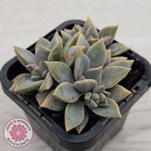 Load image into Gallery viewer, Graptopetalum 'Claret'