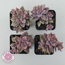 Load image into Gallery viewer, Graptopetalum Claret