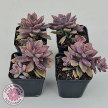 Load image into Gallery viewer, Graptopetalum Claret
