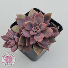 Load image into Gallery viewer, Graptopetalum Claret