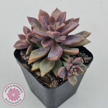 Load image into Gallery viewer, Graptopetalum Claret