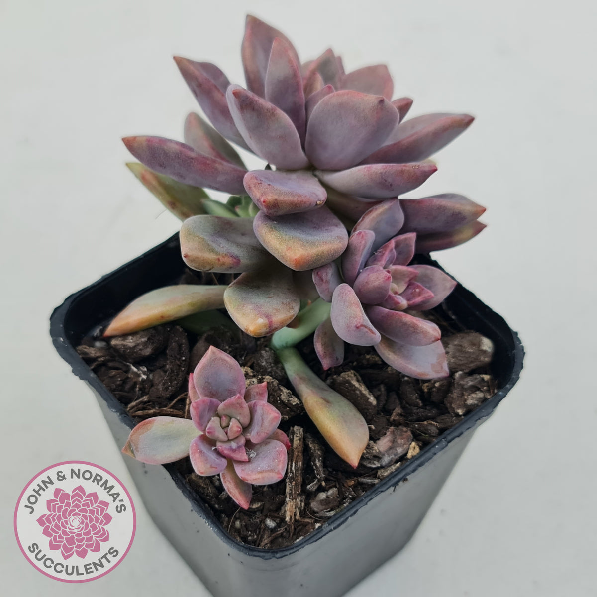 Graptopetalum Claret