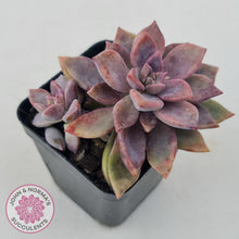 Load image into Gallery viewer, Graptopetalum Claret