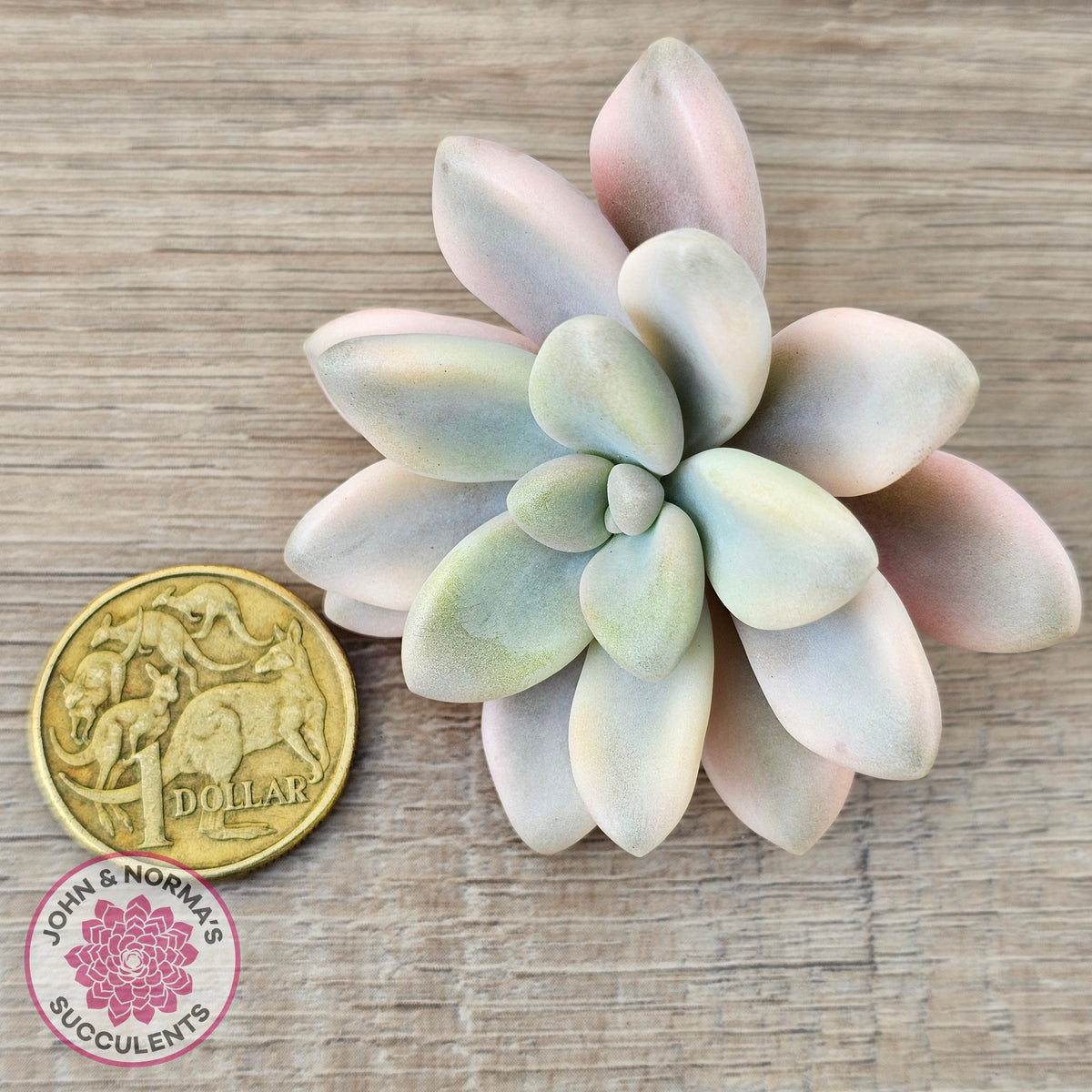 Graptopetalum 'Ellen' Variegated cutting