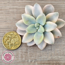 Load image into Gallery viewer, Graptopetalum 'Ellen' Variegated cutting