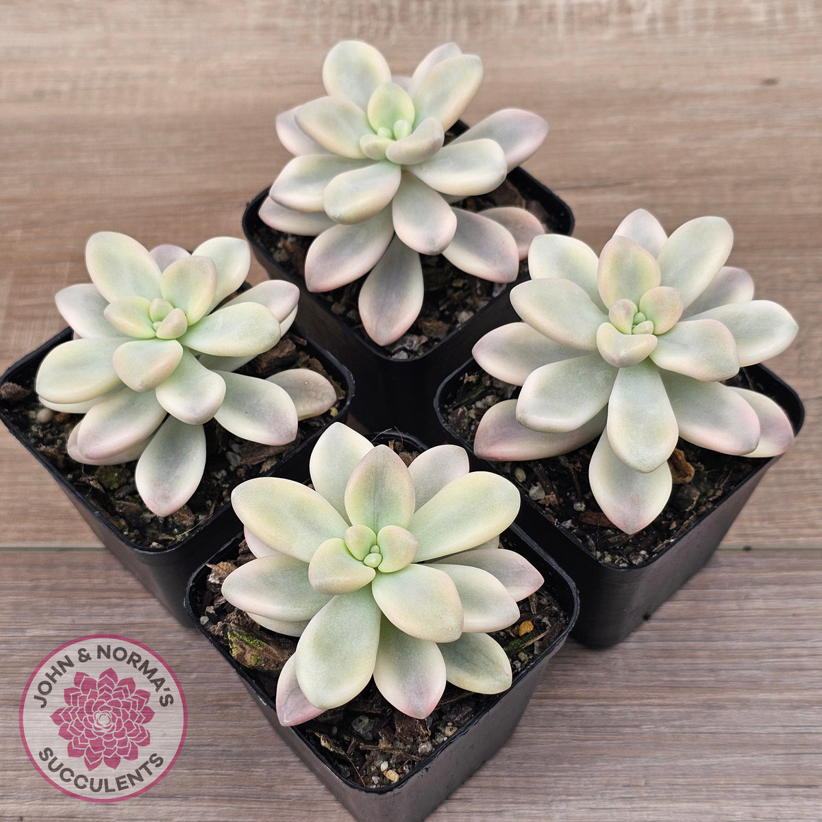 Graptopetalum 'Ellen' Variegated