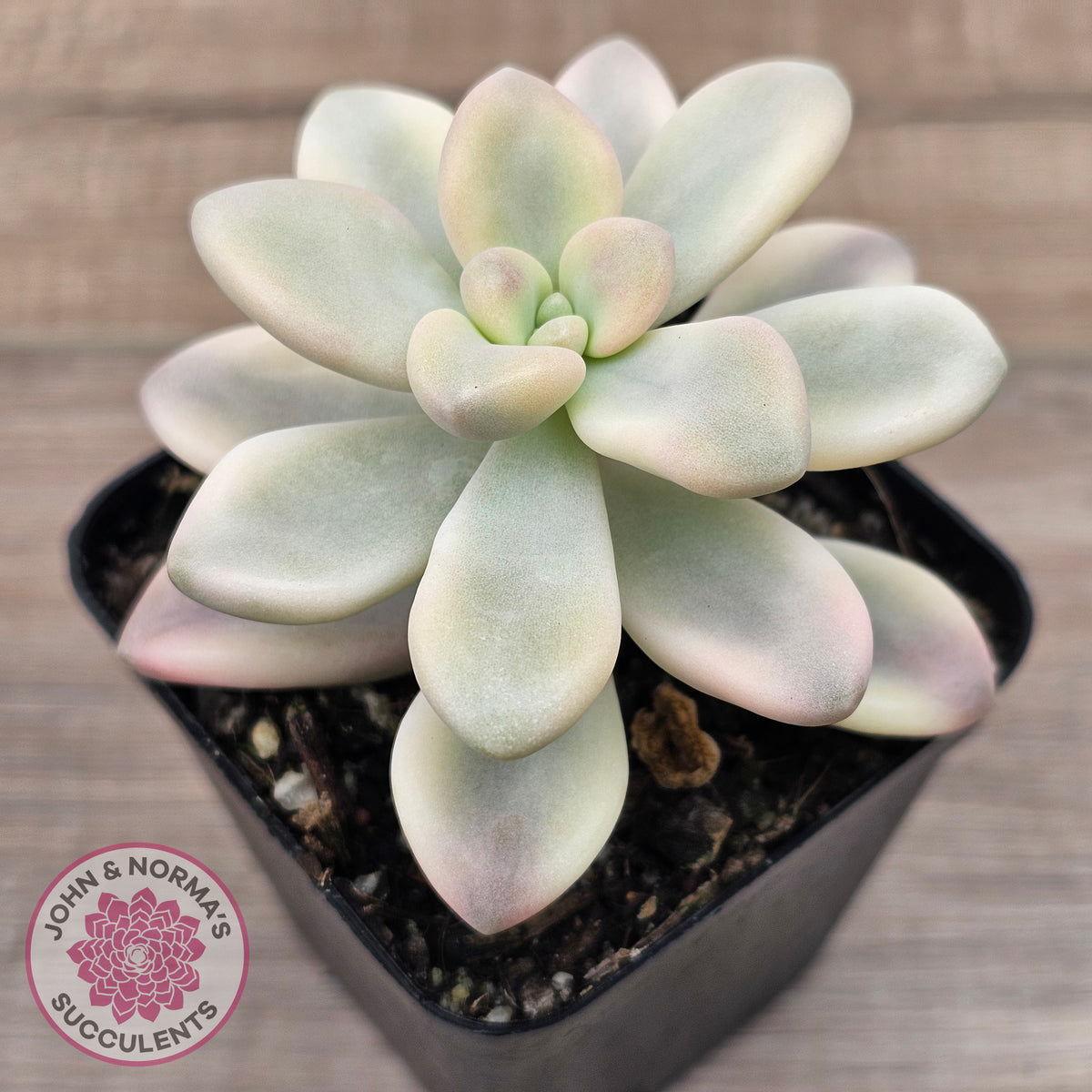 Graptopetalum 'Ellen' Variegated