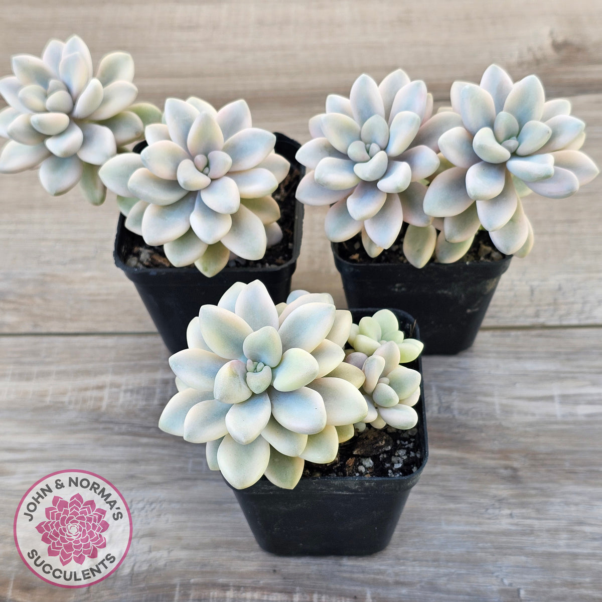 Graptopetalum 'Ellen' Variegated