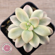 Load image into Gallery viewer, Graptopetalum 'Ellen' Variegated