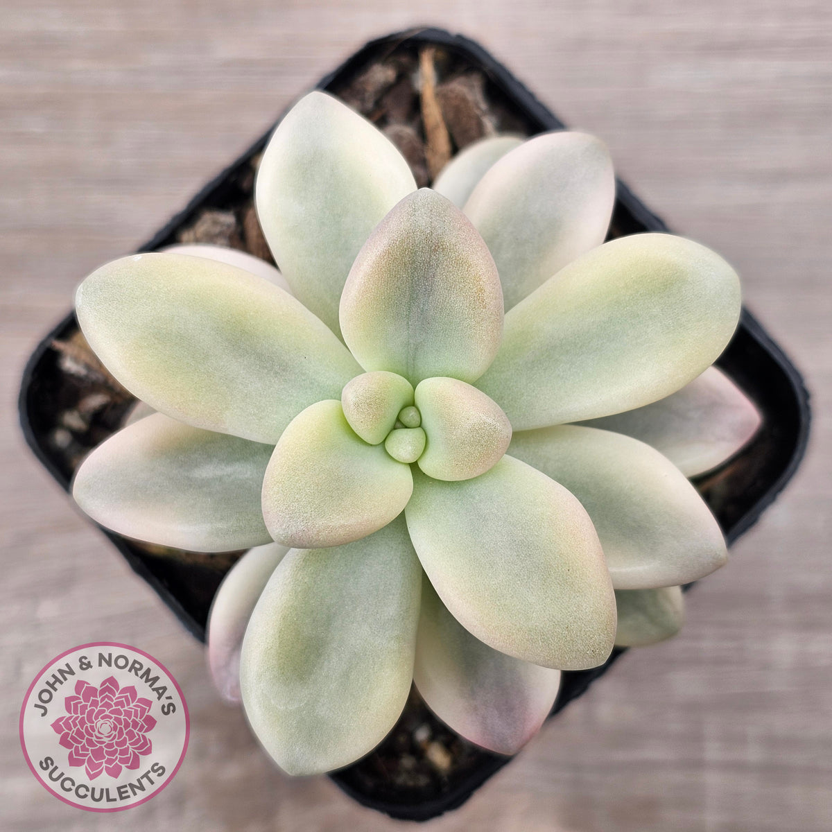 Graptopetalum 'Ellen' Variegated