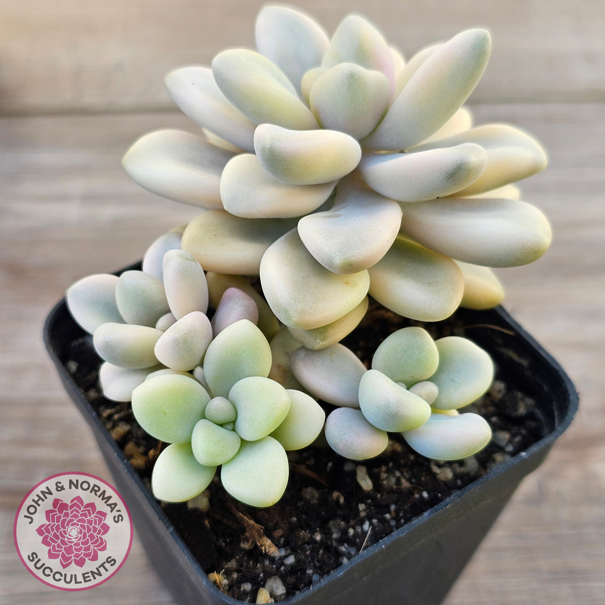 Graptopetalum 'Ellen' Variegated