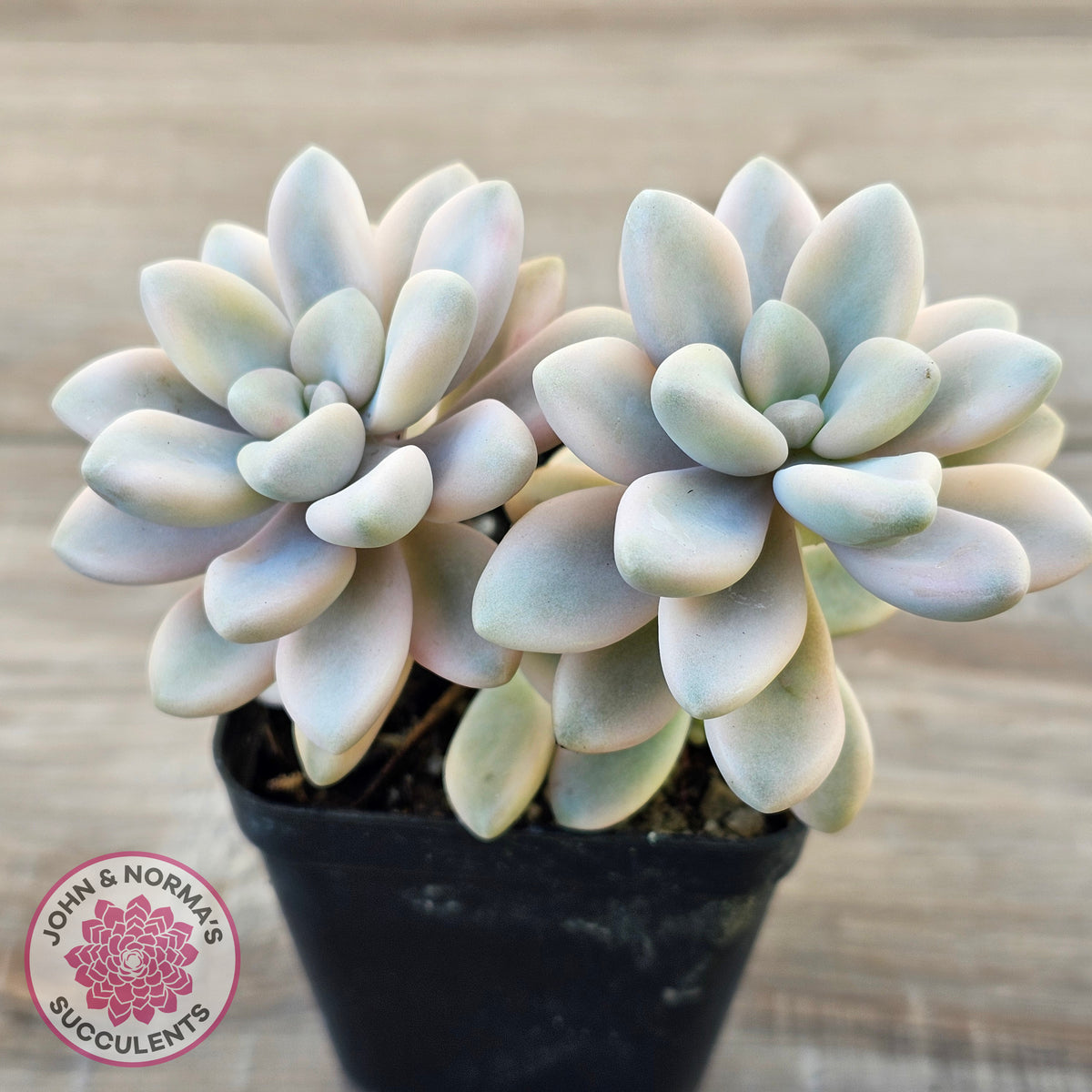 Graptopetalum 'Ellen' Variegated